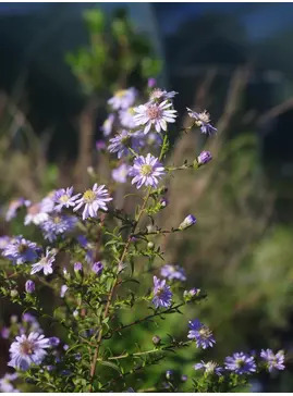 Symphyotrichum lateriflorum 'Dixter's Chloe'