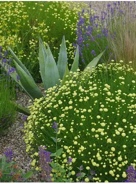 Santolina rosmarinifolia subsp. rosmarinifolia 'Primrose Gem'