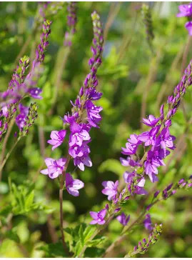 Veronica 'Ellen Mae'