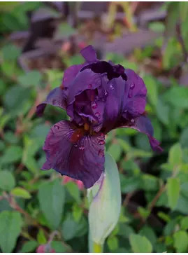 Iris 'Langport Wren'