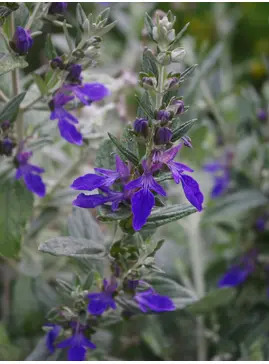 Teucrium fruticans 'Azureum'