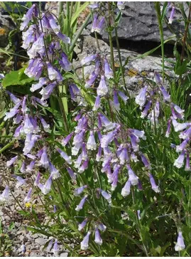 Penstemon hirsutus