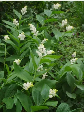 Maianthemum racemosum