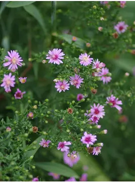 Symphyotrichum 'Coombe Fishacre' 