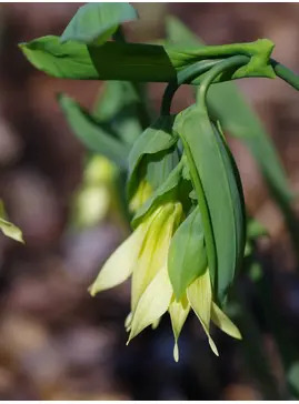 Uvularia grandiflora var. pallida