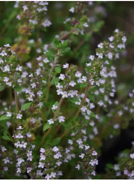 Herb - Thyme (Thymus vulgaris)