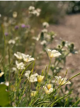 Eschscholzia californica pale cream form