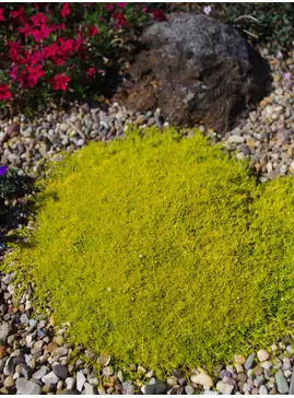 Sagina subulata var. glabrata 'Aurea'