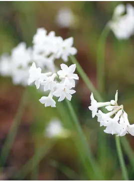 Tulbaghia cominsii