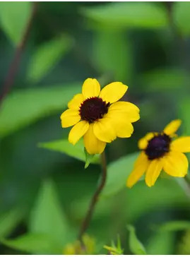 Rudbeckia triloba
