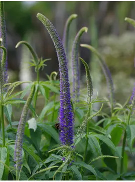 Veronicastrum sibiricum f. glabratum