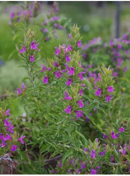 Thymbra spicata
