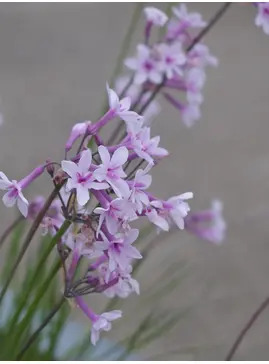 Tulbaghia 'Purple Eye'
