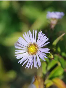 Symphyotrichum puniceum