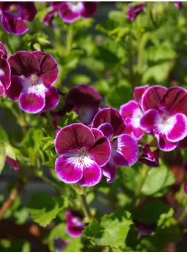 Pelargonium 'Black Knight'