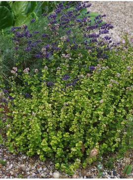 Origanum vulgare 'Aureum Crispum'