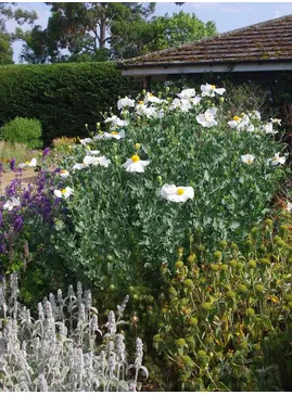 Romneya coulteri