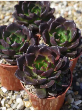 Echeveria 'Black Knight'