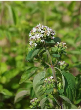Origanum laevigatum ex Chatto White Herrenhausen