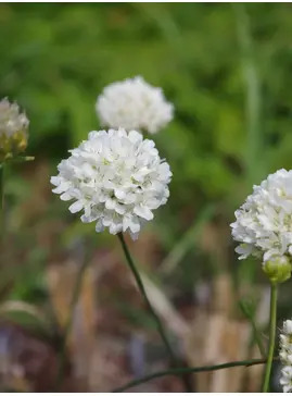 Armeria sancta