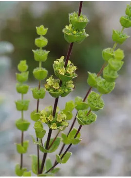 Sideritis cypria