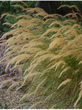 Stipa calamagrostis