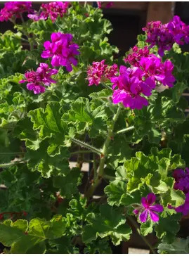 Pelargonium 'Purple Unique'