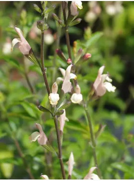 Salvia 'Trelissick'