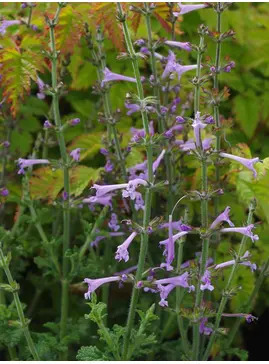 Salvia scabra