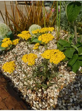 Achillea tomentosa 'Aurea'