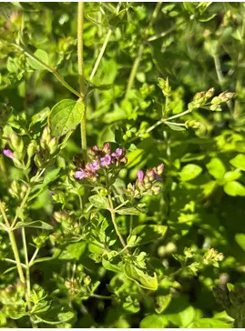 Origanum vulgare 'Pink Mist'