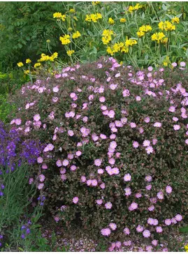 Cistus x skanbergii