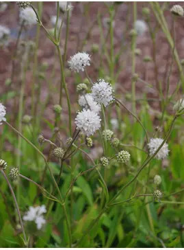 Succisa pratensis dwarf white
