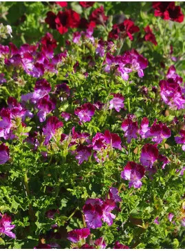 Pelargonium 'Tip Top Duet'