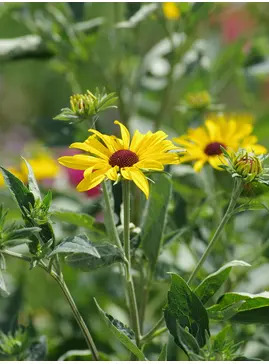 Rudbeckia subtomentosa 'Loofahsa Wheaten Gold'