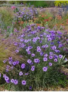 Catananche caerulea