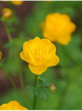 Trollius x cultorum 'Feuertroll'