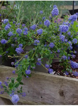 Ceanothus thyrsiflorus var. repens