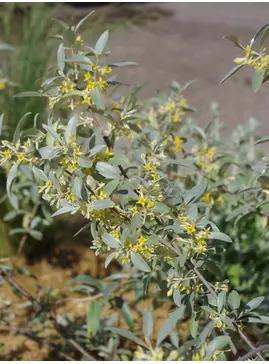 Elaeagnus 'Quicksilver'