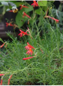 Penstemon pinifolius