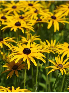 Rudbeckia fulgida var. deamii