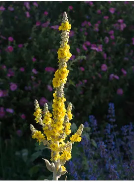 Verbascum bombyciferum