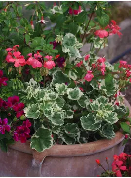 Pelargonium 'Frank Headley'