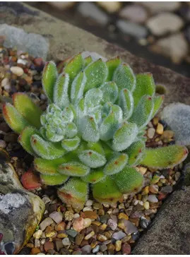 Echeveria setosa