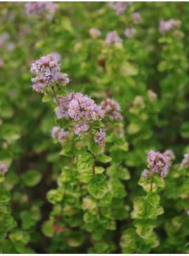 Origanum vulgare 'Aureum Crispum'