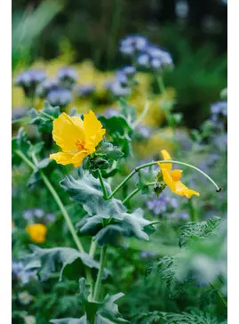 Beth Chatto Greetings Card  