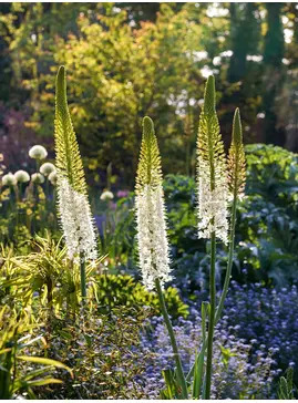 Eremurus himalaicus (DB)