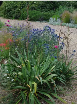 Yucca filamentosa
