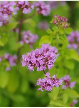 Origanum vulgare 'Pink Thumbles'