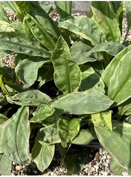 Pulmonaria 'Gavin Compton'